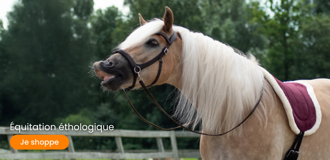 Slider desktop natural horsemanship