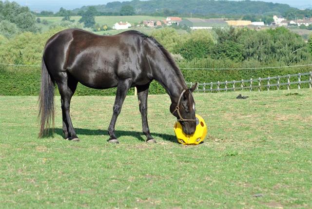 Slowfeeder Hay Play Rose