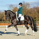 Tapis de selle HGKemble Dressage HORSEGEAR Blanc-vert