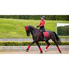 Tapis de selle Loire Square Dressage LeMieux Rouge