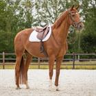 Tapis de selle polyvalent Sparkle QHP Blanc