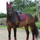 Tapis de selle Prime Dressage WeatherBeeta Rouge foncé