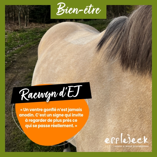 Ventre gonflé chez le cheval : que se cache-t-il vraiment derrière ?